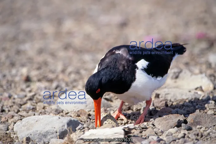 : Oystercatcher - at nest with egg : Oystercatcher - at nest with egg