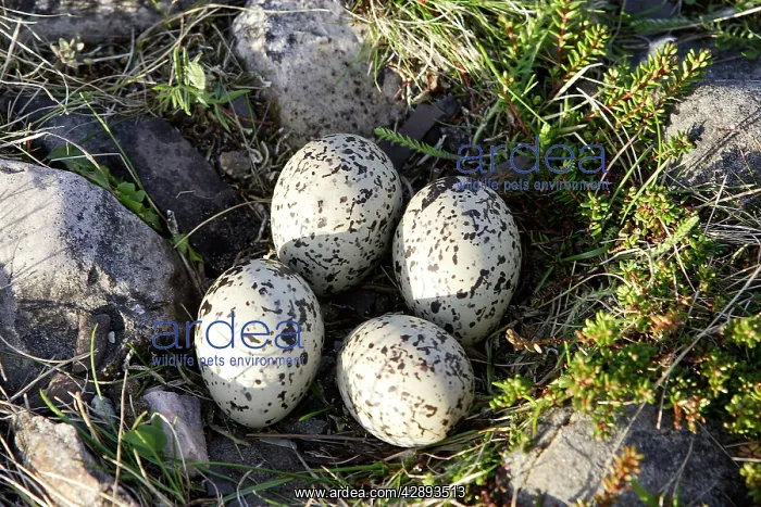 : Oystercatcher - nest with four eggs : Oystercatcher - nest with four eggs