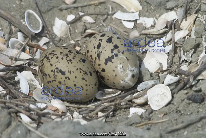 : Oystercatcher nest and eggs : Oystercatcher nest and eggs