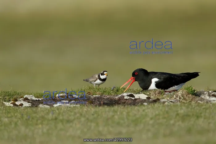 : Oystercatcher - on nest warning approaching Ringed : Oystercatcher - on nest warning approaching Ringed