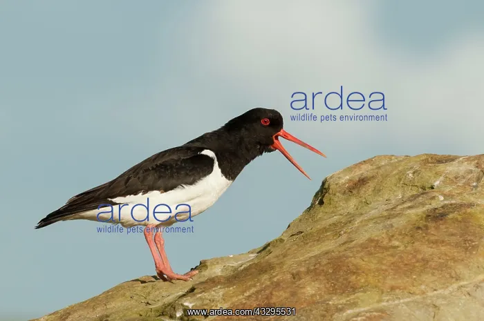 : Oystercatcher - bill open calling - on rock : Oystercatcher - bill open calling - on rock