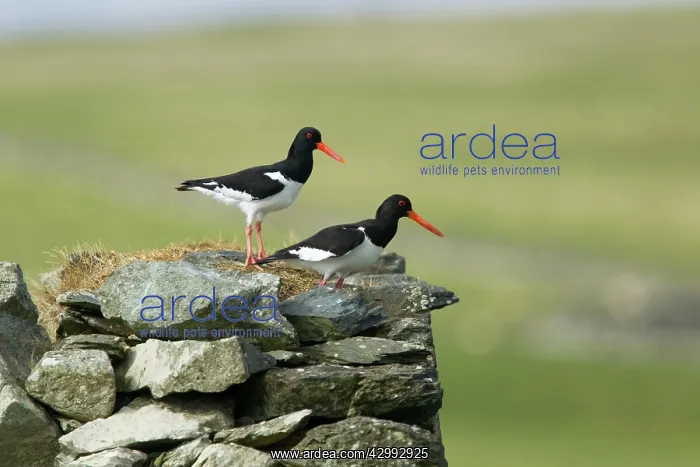 : Oystercatcher - pair on abandoned croft : Oystercatcher - pair on abandoned croft