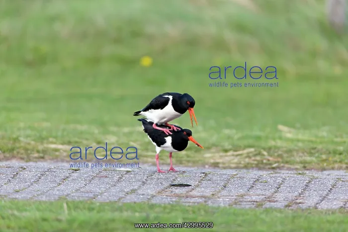 : Oystercatcher - pair mating Island of Texel, Holland : Oystercatcher - pair mating Island of Texel, Holland