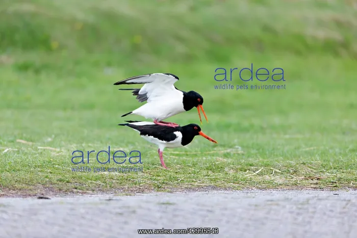 : Oystercatcher - pair mating Island of Texel, Holland : Oystercatcher - pair mating Island of Texel, Holland