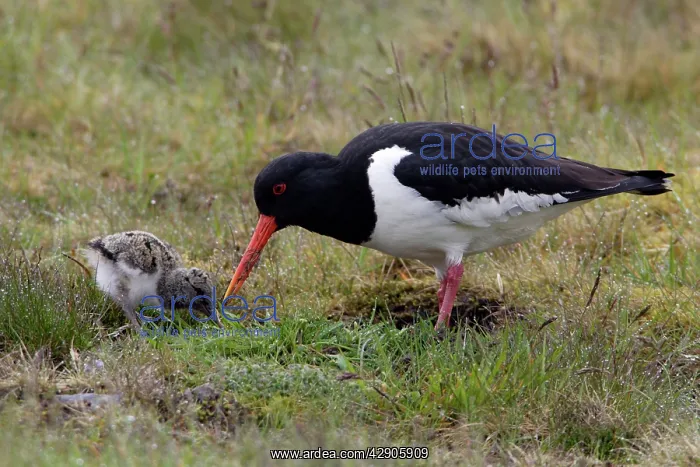 : Oystercatcher - Parent feeding chick on moorland : Oystercatcher - Parent feeding chick on moorland