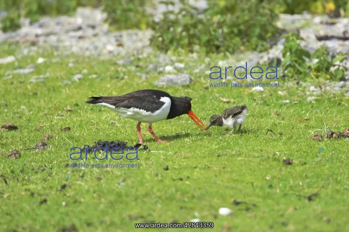 : Oystercatcher - parent feeding chick with worm : Oystercatcher - parent feeding chick with worm