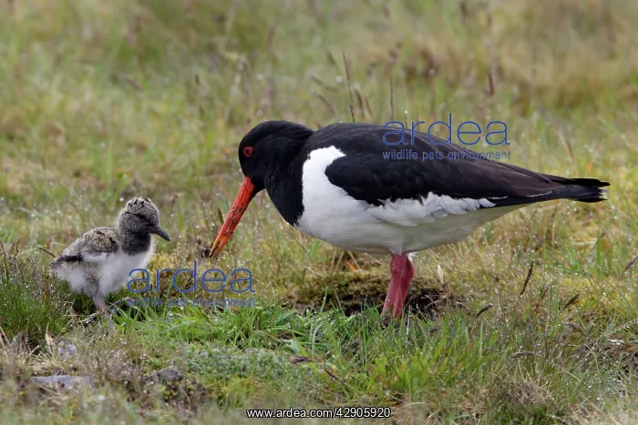 : Oystercatcher - Parent tending chick on moorland : Oystercatcher - Parent tending chick on moorland