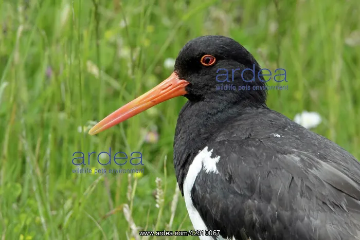: Oystercatcher - portrait : Oystercatcher - portrait