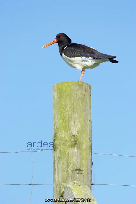 : Oystercatcher - on post : Oystercatcher - on post