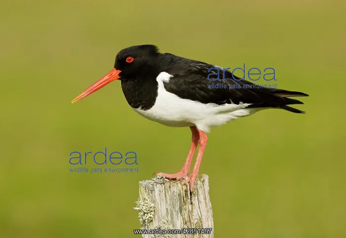 : Oystercatcher - on post - in breeding season : Oystercatcher - on post - in breeding season