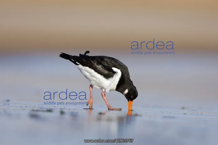 : Oystercatcher - Probing and digging deep into sand : Oystercatcher - Probing and digging deep into sand