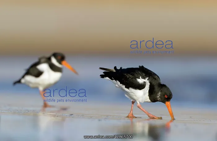 : Oystercatcher - Probing into sand with its long : Oystercatcher - Probing into sand with its long