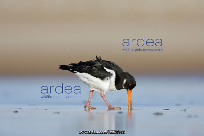: Oystercatcher - Probing into the sand for a worm : Oystercatcher - Probing into the sand for a worm