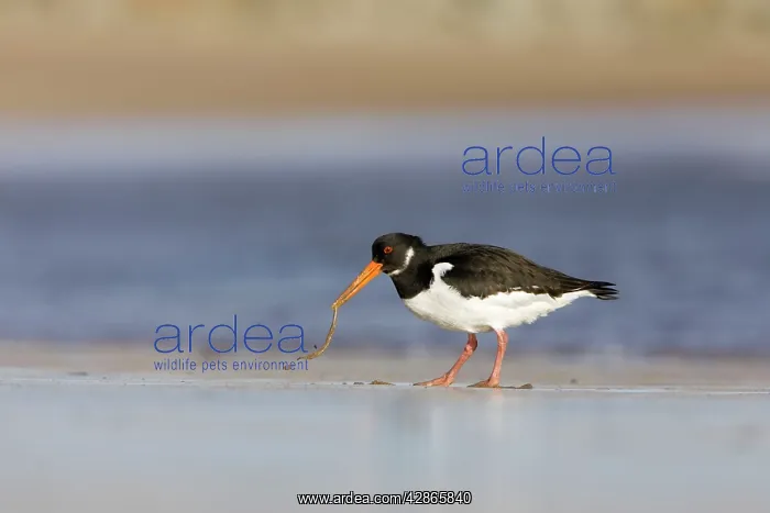 : Oystercatcher - Pulling worm from sand : Oystercatcher - Pulling worm from sand
