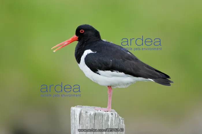 : Oystercatcher - resting on fence post : Oystercatcher - resting on fence post