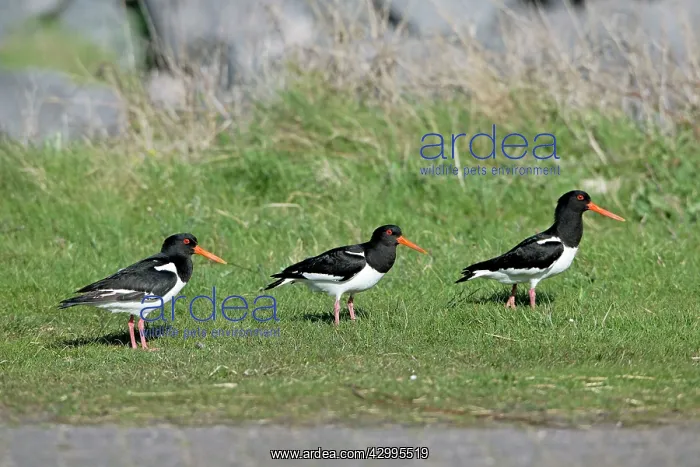 : Oystercatcher - three resting on meadow Island of : Oystercatcher - three resting on meadow Island of