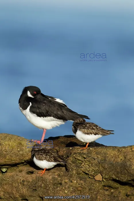 : Oystercatcher - resting with Turnstones in early : Oystercatcher - resting with Turnstones in early