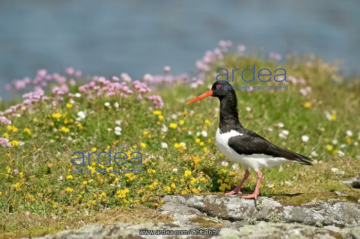 : Oystercatcher - on rock : Oystercatcher - on rock