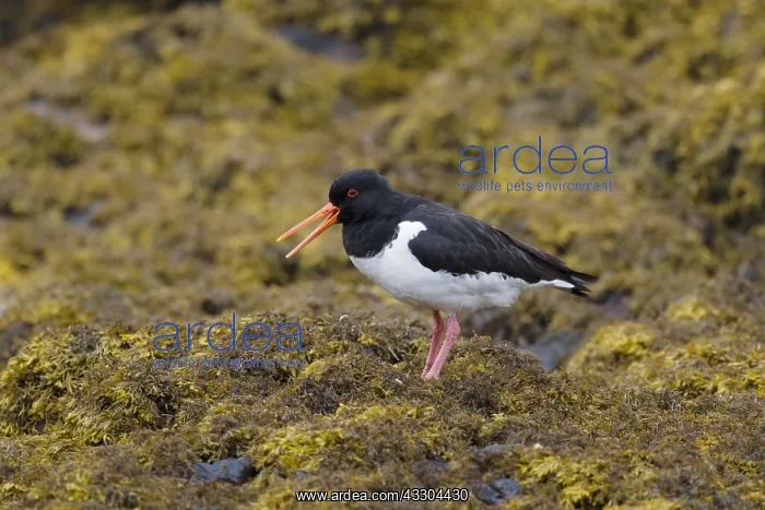 : Oystercatcher - on seawedd at low tide Haematopus : Oystercatcher - on seawedd at low tide Haematopus