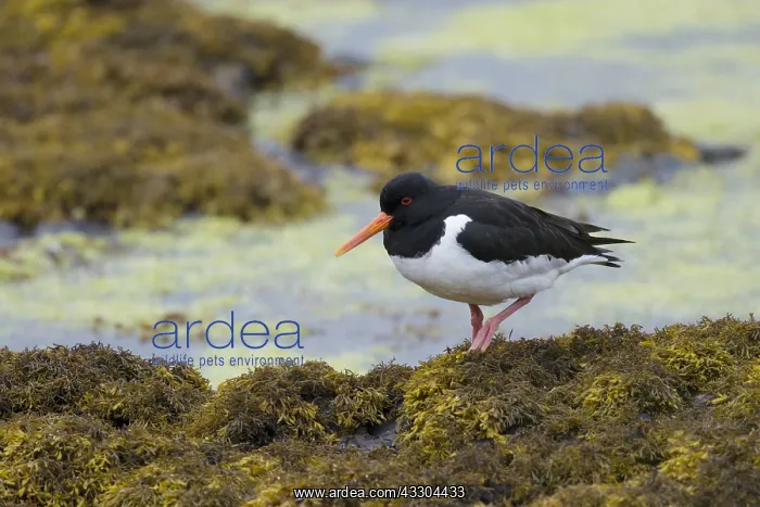 : Oystercatcher - on seawedd at low tide Haematopus : Oystercatcher - on seawedd at low tide Haematopus