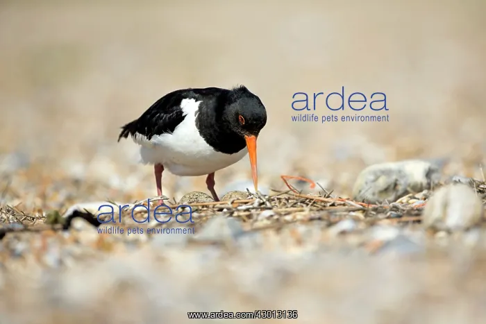 : Oystercatcher at shingle nest Norfolk, UK : Oystercatcher at shingle nest Norfolk, UK