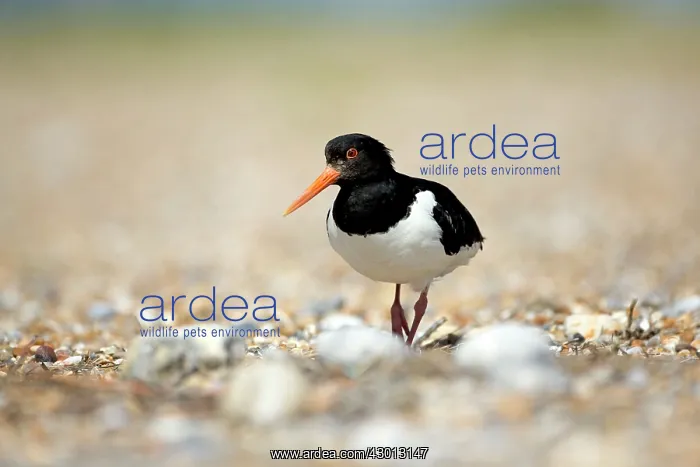 : Oystercatcher at shingle nest Norfolk, UK : Oystercatcher at shingle nest Norfolk, UK