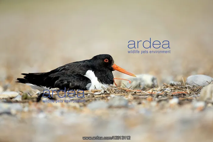 : Oystercatcher at shingle nest sitting on eggs Norfolk, UK : Oystercatcher at shingle nest sitting on eggs Norfolk, UK