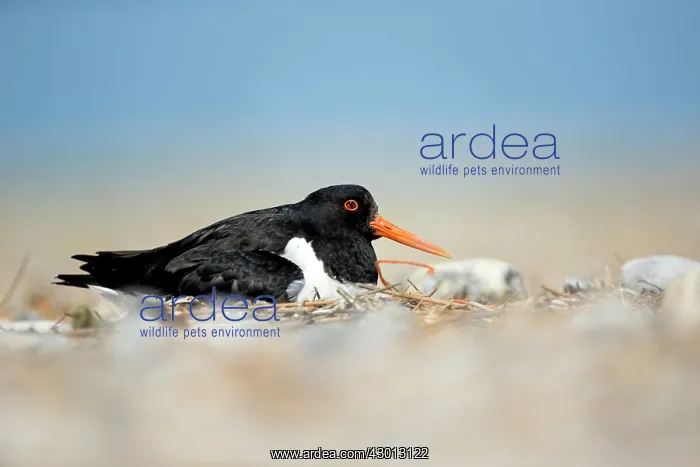 : Oystercatcher at shingle nest sitting on eggs Norfolk, UK : Oystercatcher at shingle nest sitting on eggs Norfolk, UK