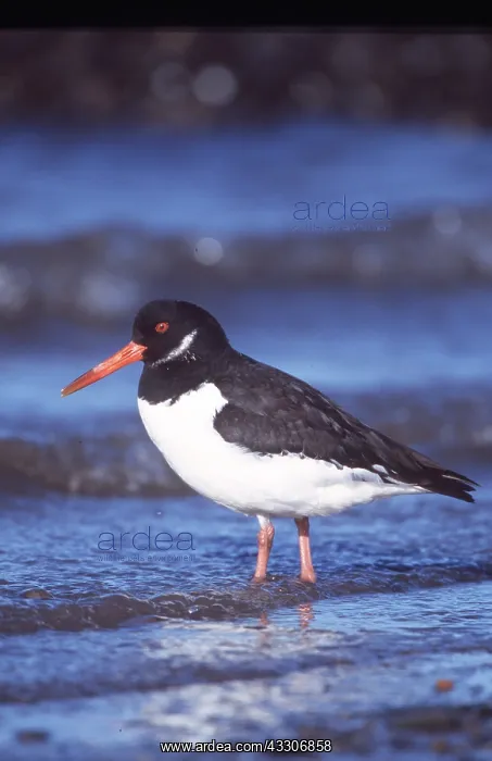 : OYSTERCATCHER - on shore : OYSTERCATCHER - on shore
