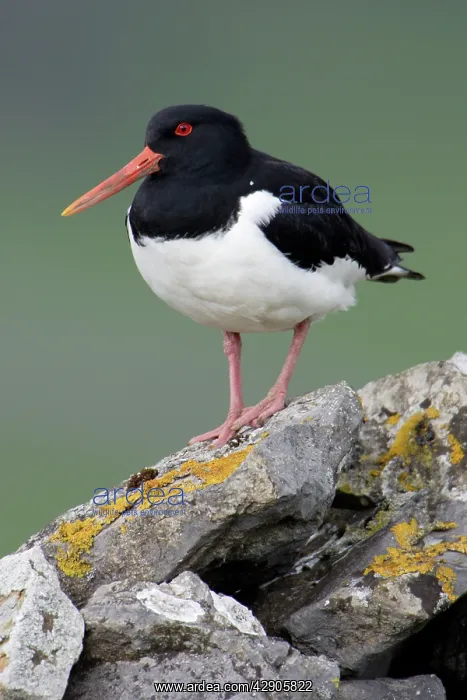 : Oystercatcher - Sitting on moorland wall : Oystercatcher - Sitting on moorland wall