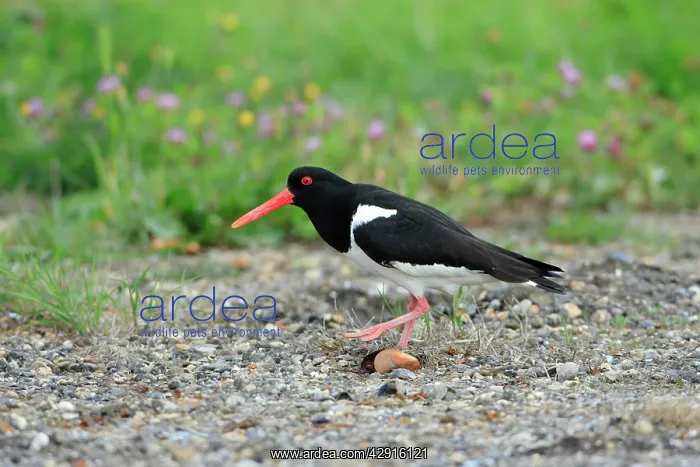 : Oystercatcher - sneaking away from nest : Oystercatcher - sneaking away from nest