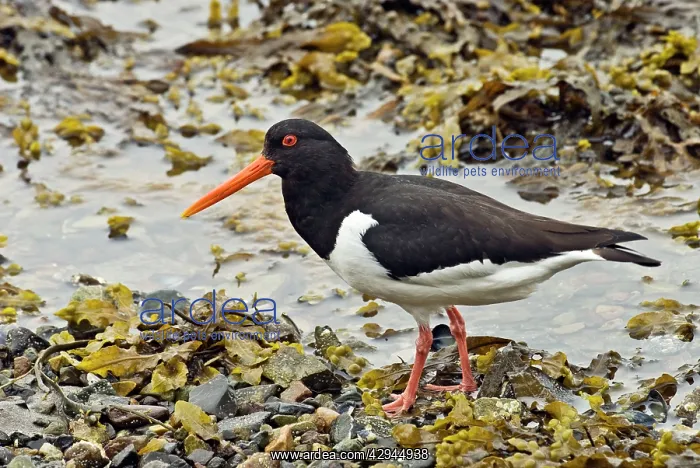 : Oystercatcher - Standing on pebbles and seaweed : Oystercatcher - Standing on pebbles and seaweed