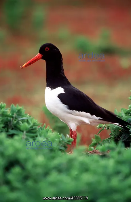 : OYSTERCATCHER - side view : OYSTERCATCHER - side view