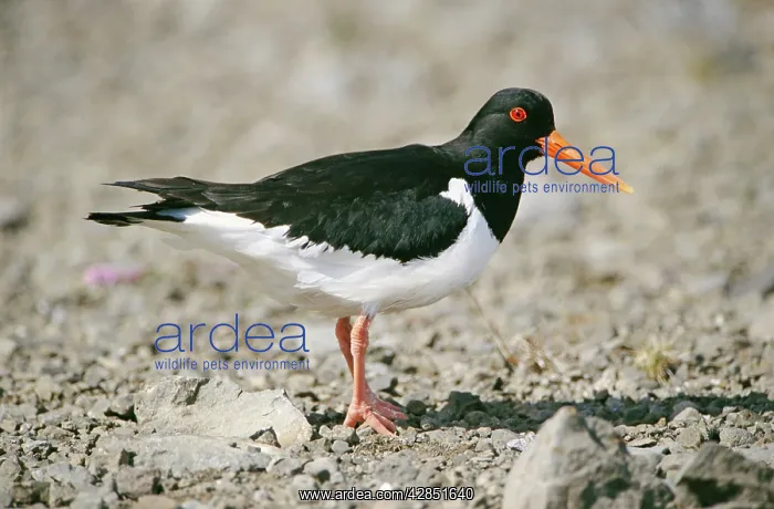 : OYSTERCATCHER - side view, on rocky shore : OYSTERCATCHER - side view, on rocky shore
