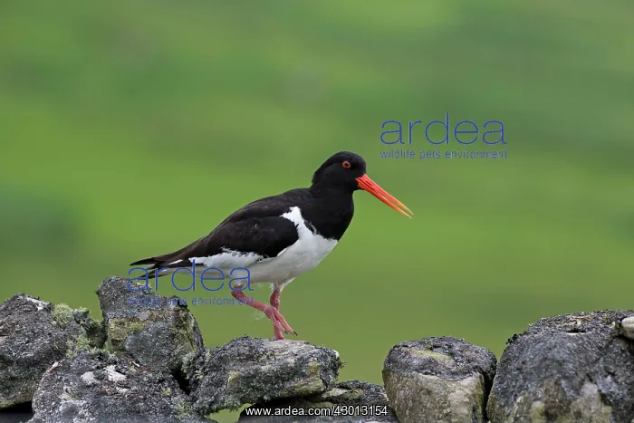 : Oystercatcher walking and calling on stone wall Scotland : Oystercatcher walking and calling on stone wall Scotland