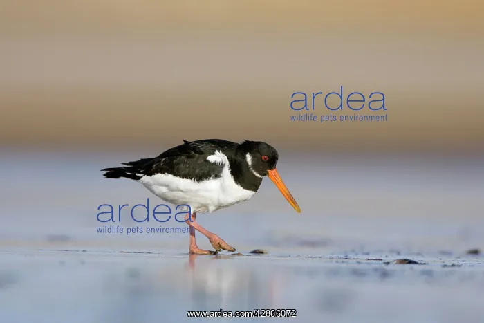  : Oystercatcher - Walking across tidal mudflats and