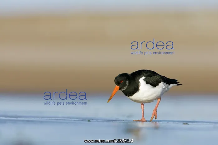 : Oystercatcher - Walking across tidal mudflats and : Oystercatcher - Walking across tidal mudflats and
