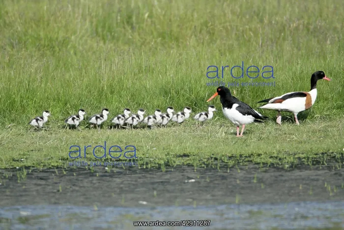 : Oystercatcher - watching Shelduck (Tadorna tadorna) : Oystercatcher - watching Shelduck (Tadorna tadorna)