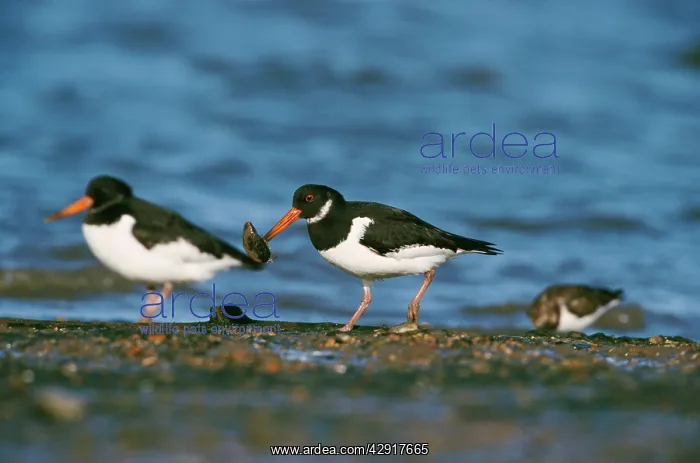 : OYSTERCATCHER - two by waterIs edge, one with mussel : OYSTERCATCHER - two by waterIs edge, one with mussel