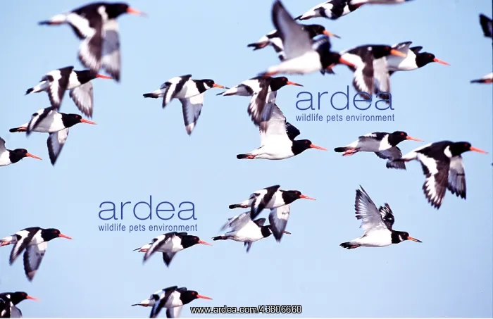 : OYSTERCATCHERS - flock in flight : OYSTERCATCHERS - flock in flight