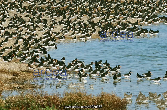 : OYSTERCATCHERS - flock on shingle : OYSTERCATCHERS - flock on shingle