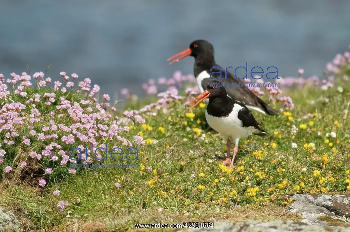 : Oystercatchers - pair calling from amongst flowers : Oystercatchers - pair calling from amongst flowers