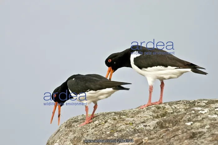 : Oystercatchers - On rock displaying : Oystercatchers - On rock displaying