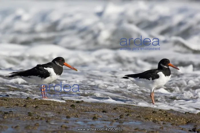 : Oystercatchers - on rocks with incoming tide behind : Oystercatchers - on rocks with incoming tide behind