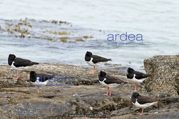 : Oystercatchers - roosting on rocks with sea behind : Oystercatchers - roosting on rocks with sea behind