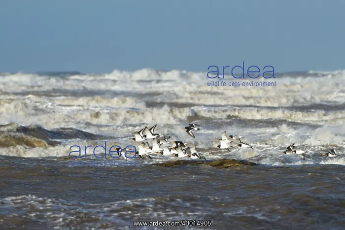 : Oystercatchers small flock in flight in front : Oystercatchers small flock in flight in front