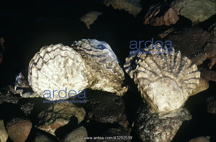 : OYSTERS : OYSTERS