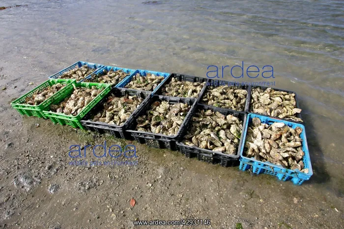 : Oysters - in boxes / crates. Kergo harbour, near : Oysters - in boxes / crates. Kergo harbour, near