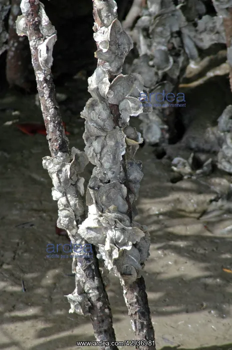 : Oysters encrusting the roots of mangroves : Oysters encrusting the roots of mangroves