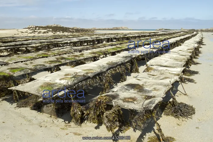 : Oysters farms (Magallana gigas) with bladder wrack : Oysters farms (Magallana gigas) with bladder wrack